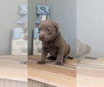 Small #9 Labrador Retriever