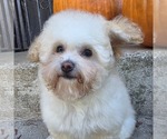 Philip Cheese S - Male Poodle (Toy) Puppy for Sale - Photo #12