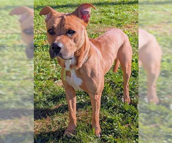 Medium Photo #1 Rhodesian Ridgeback-Unknown Mix Puppy For Sale in Akron, OH, USA