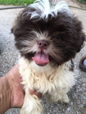 Shih Tzu Puppy for sale in MANSFIELD, TX, USA
