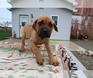 Cane Corso Puppy for sale in KOKOMO, IN, USA