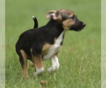 Small #3 Mutt