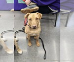 Gummi Bear - Male American Pit Bull Terrier-Labrador Retriever Mix Dog for Adoption - Small photo