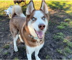 Small #1 Siberian Husky