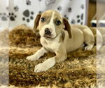Small Labrador Retriever Mix