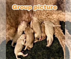Goldendoodle Puppy for Sale in LAKELAND, Florida USA