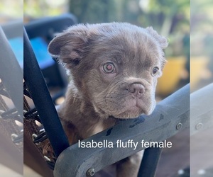 French Bulldog Puppy for Sale in SAN ANTONIO, Texas USA