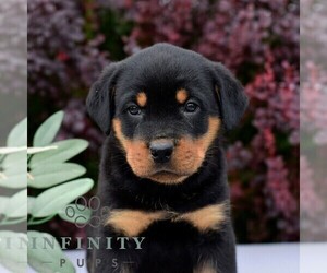 Rottweiler Puppy for sale in AARONSBURG, PA, USA