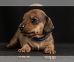 Small Photo #20 Dachshund Puppy For Sale in CROWLEY, TX, USA
