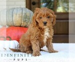 Small #3 Goldendoodle (Miniature)