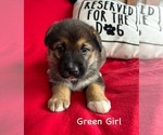 Puppy Green girl Gerberian Shepsky