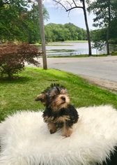 Yorkshire Terrier Puppy for sale in CRANSTON, RI, USA