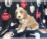 Small #5 Cockapoo