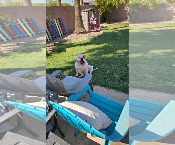 Medium Photo #7 Olde Bulldog Puppy For Sale in Chandler, AZ, USA