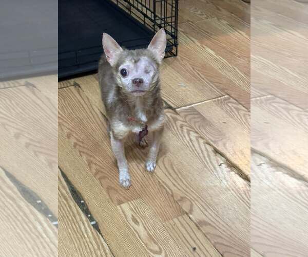 Medium Photo #1 Chihuahua-Unknown Mix Puppy For Sale in Spring Lake, NC, USA