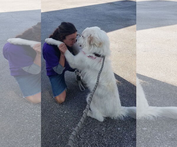 Medium Photo #35 Great Pyrenees Puppy For Sale in Houston, TX, USA