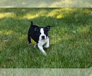 Boston Terrier Puppy for sale in MILFORD, IN, USA