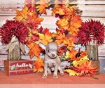 Puppy Franklin Chihuahua