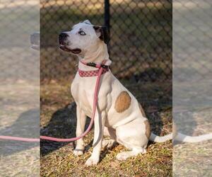 Marble - Female Mutt Dog for Adoption - Photo #8