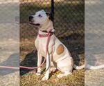 Small Photo #8 Mutt Puppy For Sale in St. Augustine, FL, USA