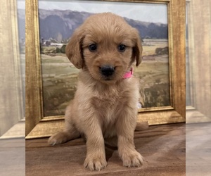 Golden Retriever Puppy for sale in FORDLAND, MO, USA