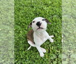 Small #16 American Bulldog-Labrador Retriever Mix