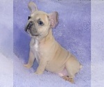 Small Photo #1 French Bulldog Puppy For Sale in SANDY HOOK, KY, USA