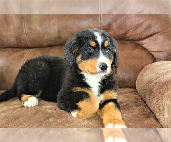 Medium Photo #8 Bernese Mountain Dog Puppy For Sale in HORN CREEK, CO, USA