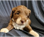 Puppy 2 Aussiedoodle Miniature 