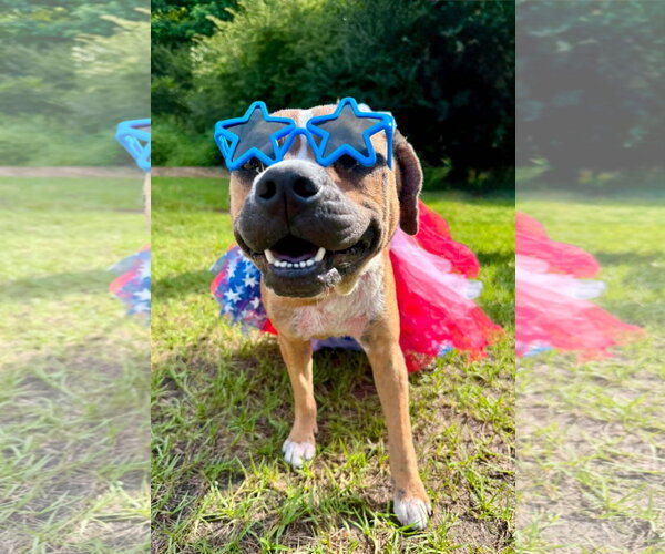 Medium Photo #2 Mutt Puppy For Sale in Sheboygan, WI, USA
