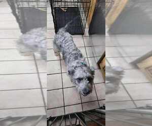 Mutt Dogs for adoption in FRAMINGHAM, MA, USA