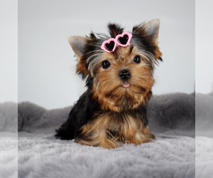 Yorkshire Terrier Puppy for Sale in LOS ANGELES, California USA