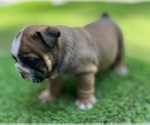 Small #10 Bulldog