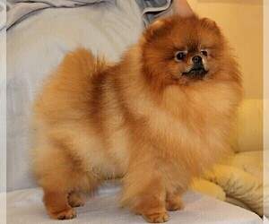 Father of the Pomeranian puppies born on 02/20/2022