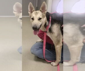 Mutt Dogs for adoption in South Bend, IN, USA