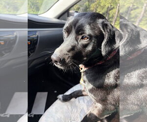 Border Collie-Unknown Mix Dogs for adoption in The Woodlands, TX, USA