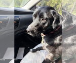 Kisses - Female Border Collie-Unknown Mix Dog for Adoption - Small photo