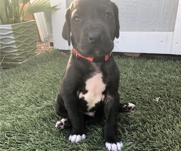 Medium Photo #1 Great Dane Puppy For Sale in LAS VEGAS, NV, USA