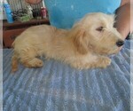 Small #1 Chiweenie-Poodle (Toy) Mix