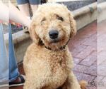 Small #4 Labrador Retriever Mix
