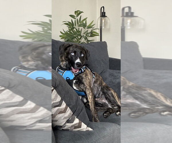 Medium Photo #10 Siberian Husky-Unknown Mix Puppy For Sale in Springdale, PA, USA