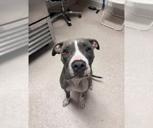 Mutt Dogs for adoption in Bakersfield, CA, USA