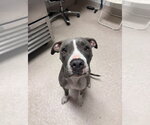 *MULAN - Female Mutt Dog for Adoption - Small photo