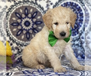 Goldendoodle Puppy for sale in LANCASTER, PA, USA