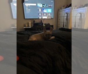 French Bulldog Puppy for sale in PGH, PA, USA