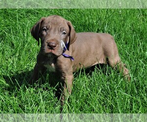 Great Dane Puppy for sale in BANGOR, WI, USA
