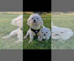 Small Photo #1 Maltese Puppy For Sale in NILES, MI, USA