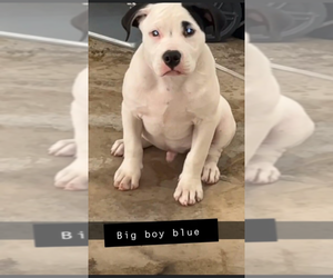 American Bully Puppy for sale in WEST DES MOINES, IA, USA