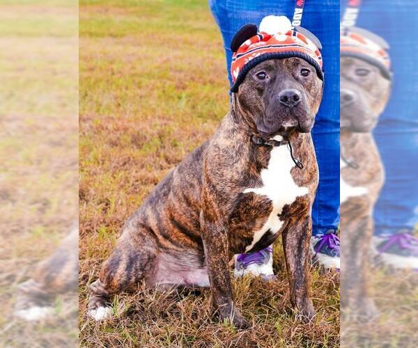 Medium Photo #1 Presa Canario Puppy For Sale in Forestville, MD, USA