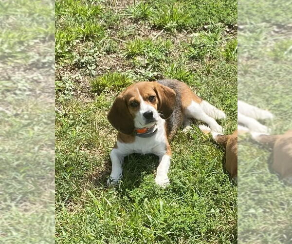 Medium Photo #1 Beagle Puppy For Sale in Chesapeake, VA, USA